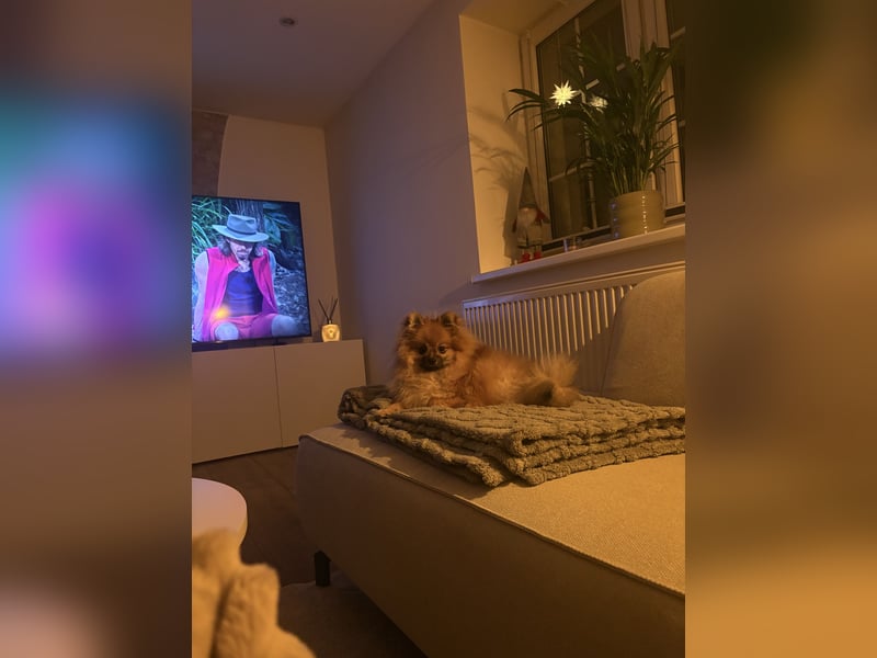 Liebevoller Familienhund abzugeben