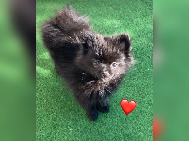 Zwergspitz/Pomeranian mit Ahnentafel