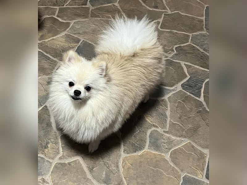 Zwergspitz/Pomeranian mit Ahnentafel