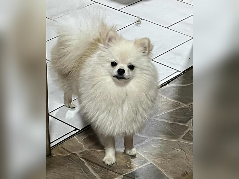 Zwergspitz/Pomeranian mit Ahnentafel