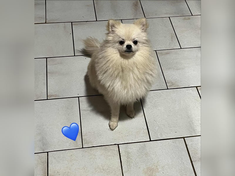 Zwergspitz/Pomeranian mit Ahnentafel