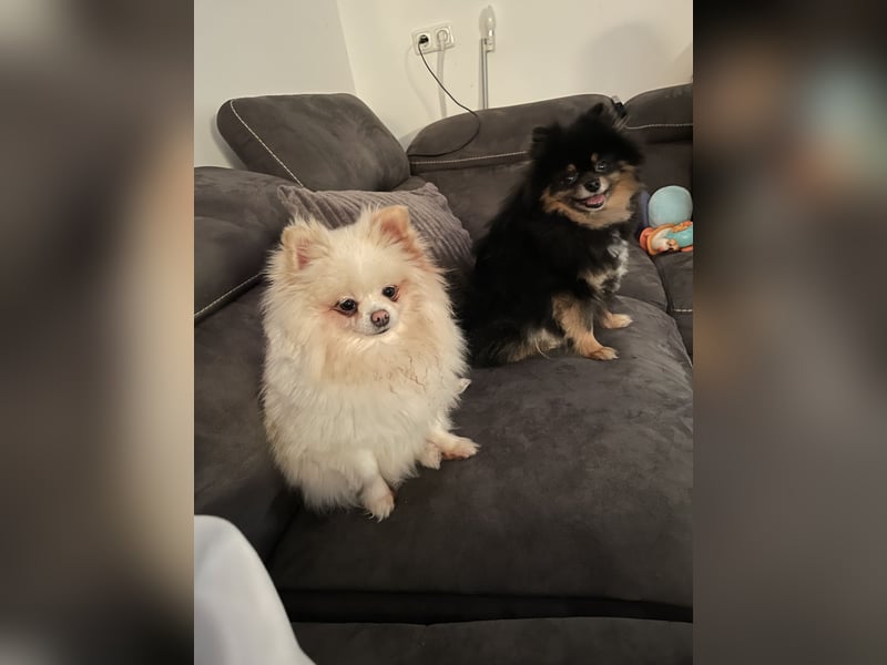 Zwergspitze suchen ein neues Zuhause