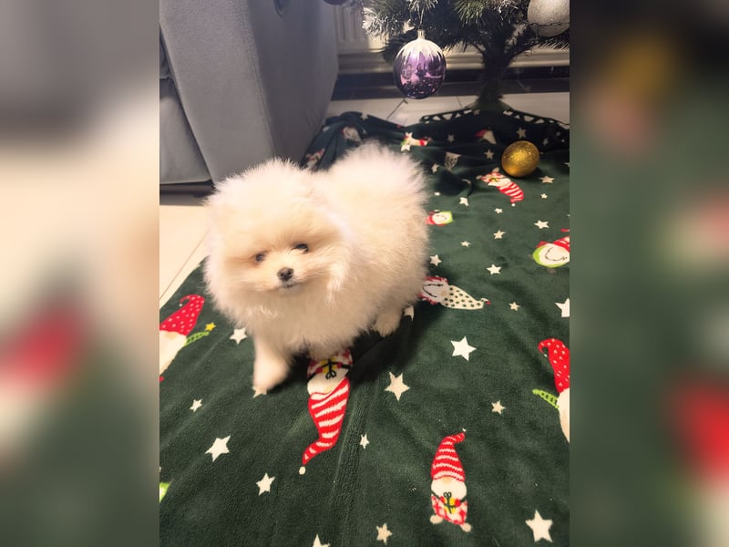 Pomeranian Zwergspitz