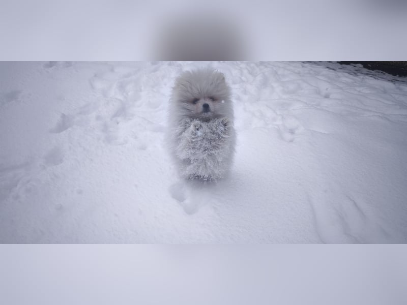 Pomeranian Zwergspitz