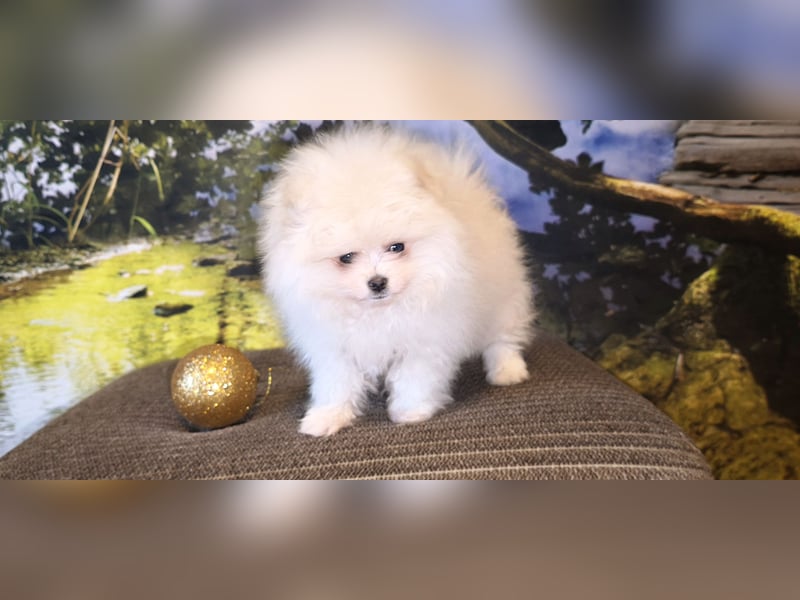 Pomeranian Zwergspitz