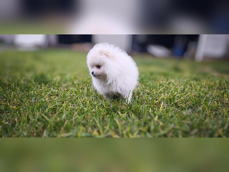 Pomeranian Zwergspitz