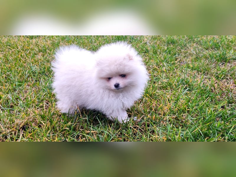 Pomeranian Zwergspitz