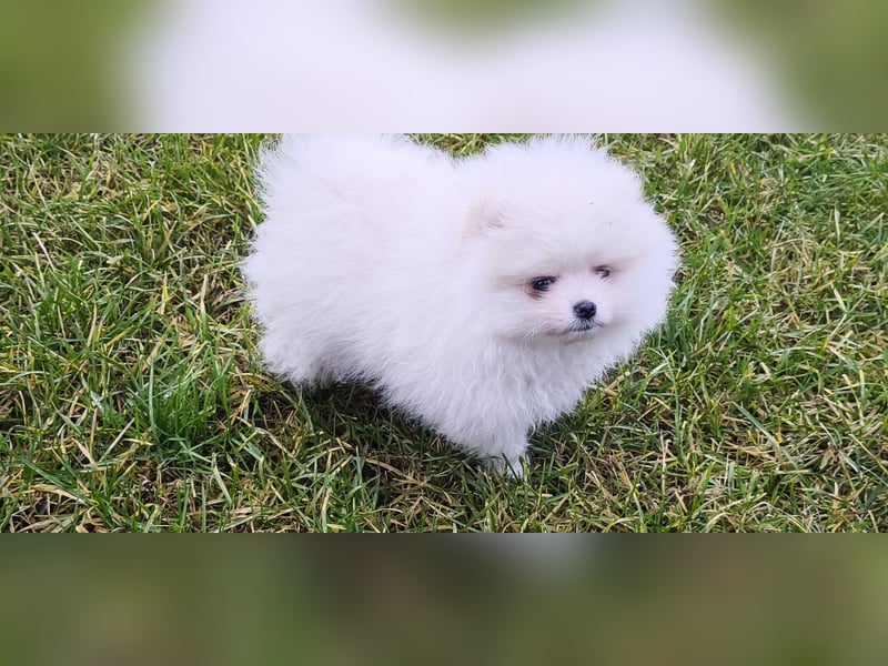 Pomeranian Zwergspitz