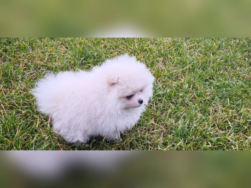 Pomeranian Zwergspitz