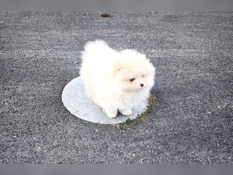 Pomeranian Zwergspitz