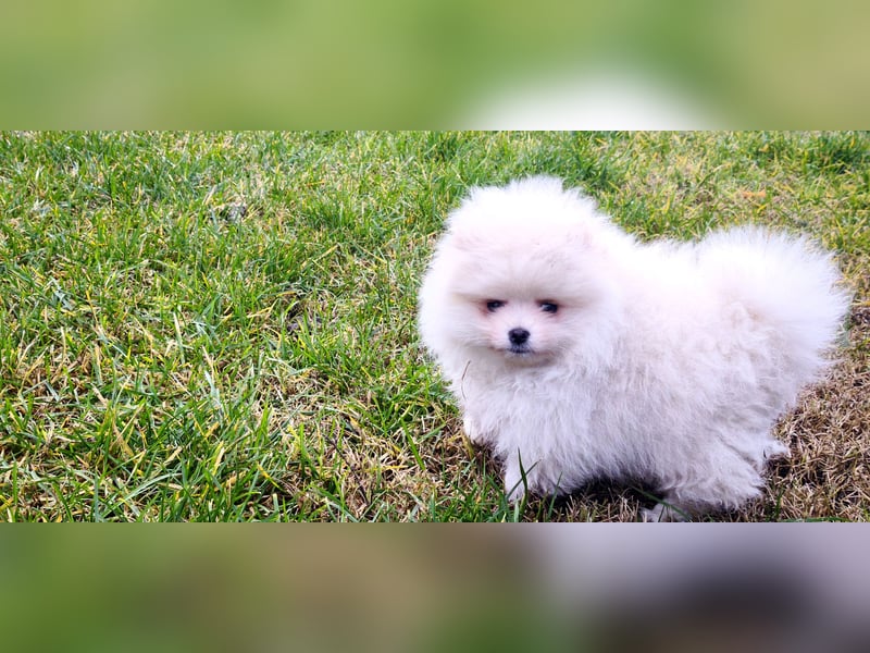 Pomeranian Zwergspitz