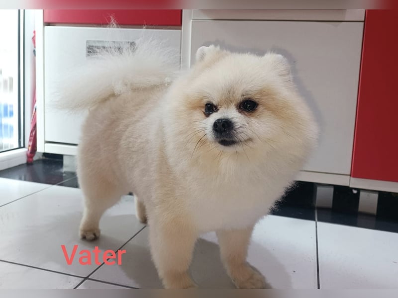 Pomeranian Zwergspitz