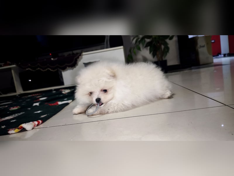 Pomeranian Zwergspitz