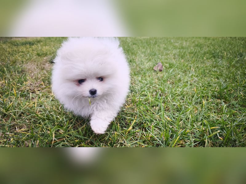 Pomeranian Zwergspitz