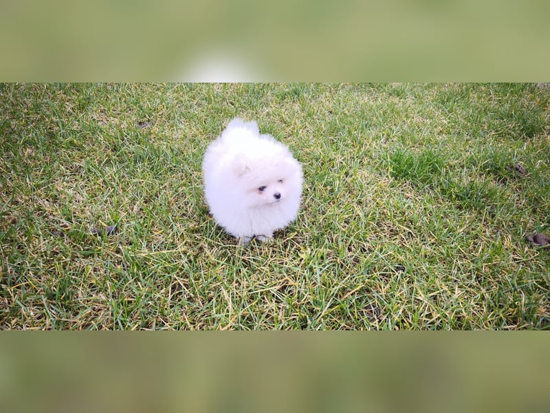 Pomeranian Zwergspitz