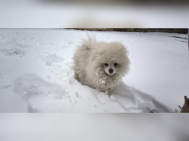 Pomeranian Zwergspitz