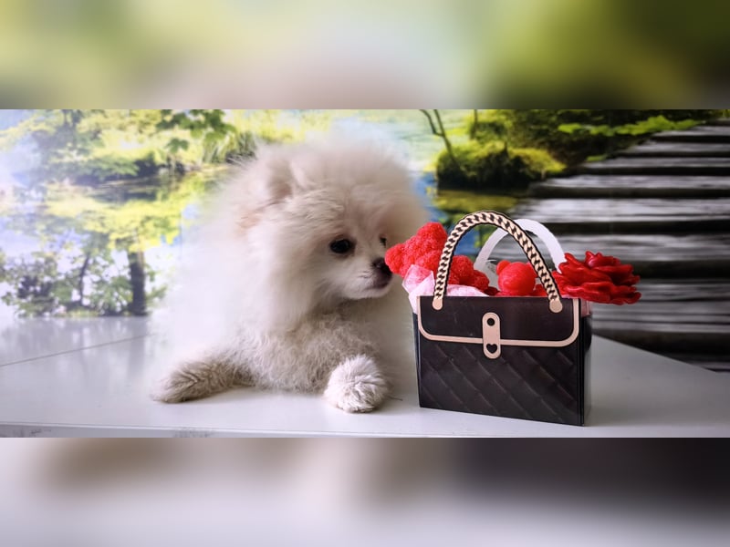 Pomeranian Zwergspitz