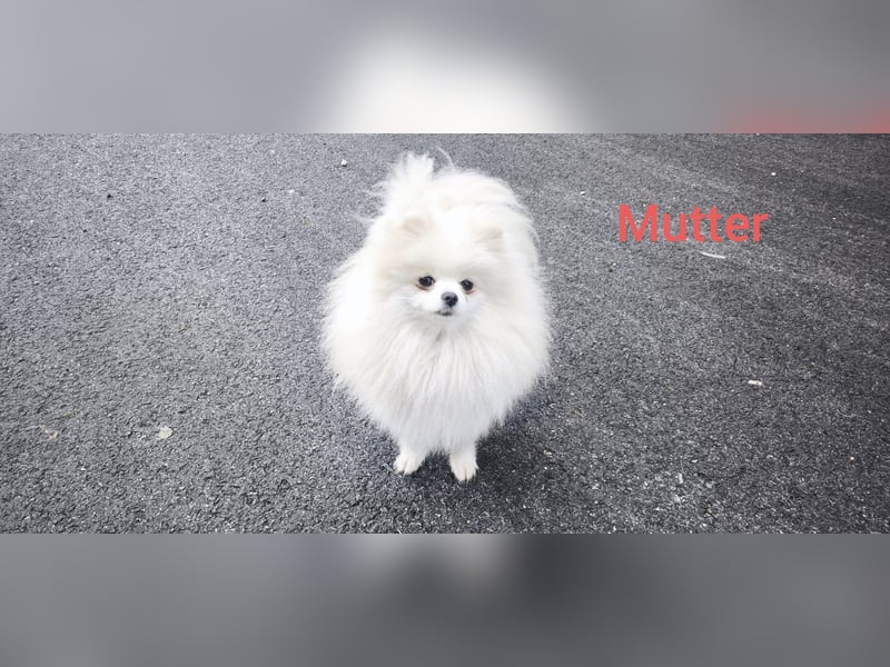 Pomeranian Zwergspitz