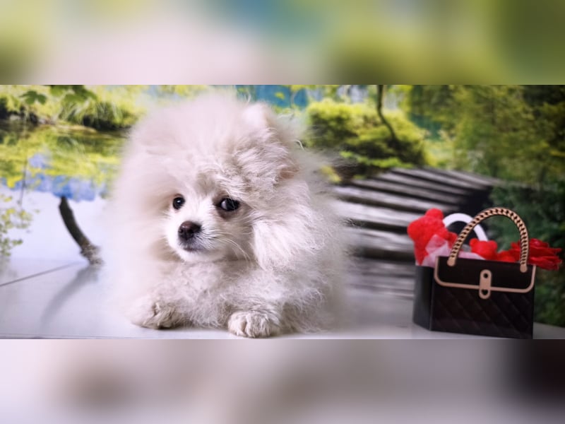 Pomeranian Zwergspitz