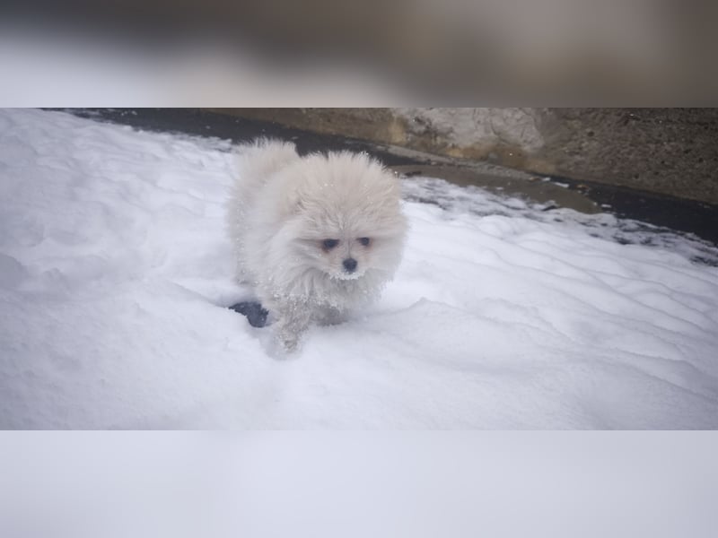 Pomeranian Zwergspitz