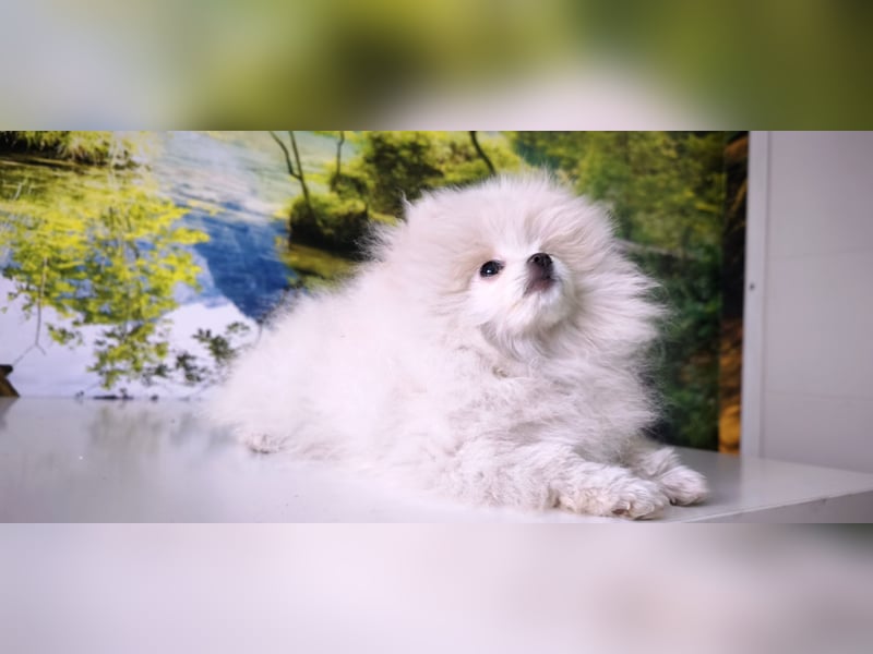 Pomeranian Zwergspitz