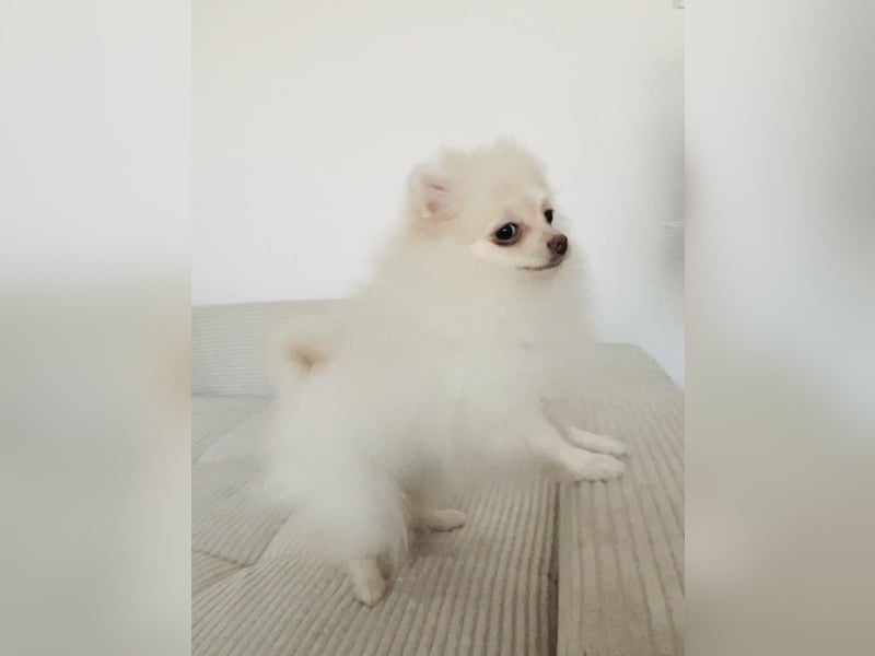 Pomeranian Zwergspitz