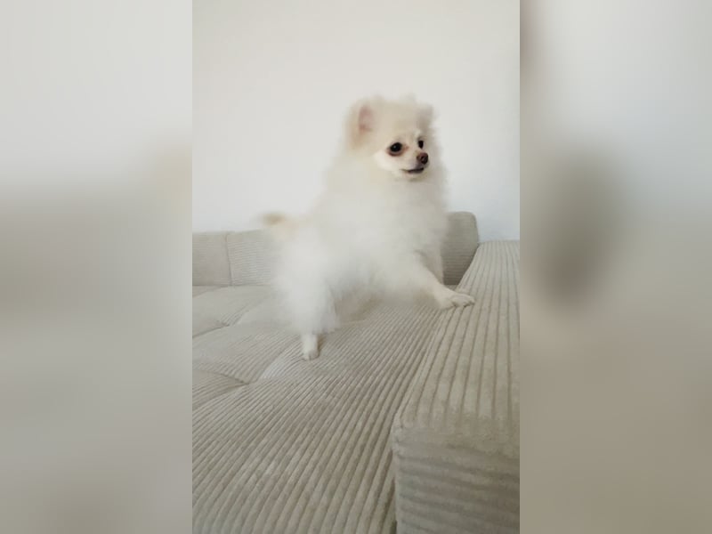 Pomeranian Zwergspitz