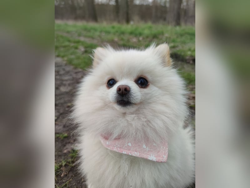 Zwergspitz sucht Traumzuhause