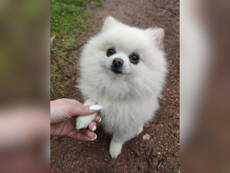 Zwergspitz sucht Traumzuhause