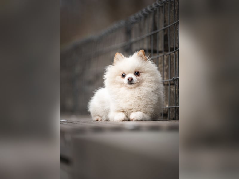 Zwergspitz sucht Traumzuhause