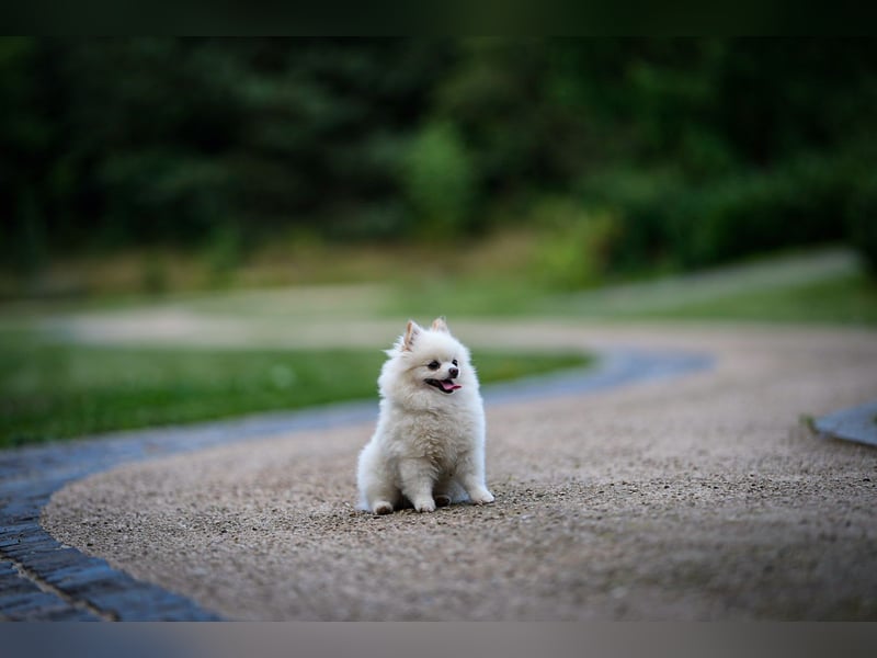 Zwergspitz sucht Traumzuhause