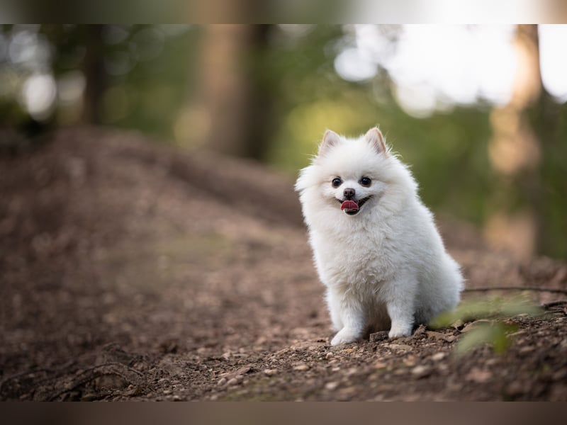 Zwergspitz sucht Traumzuhause