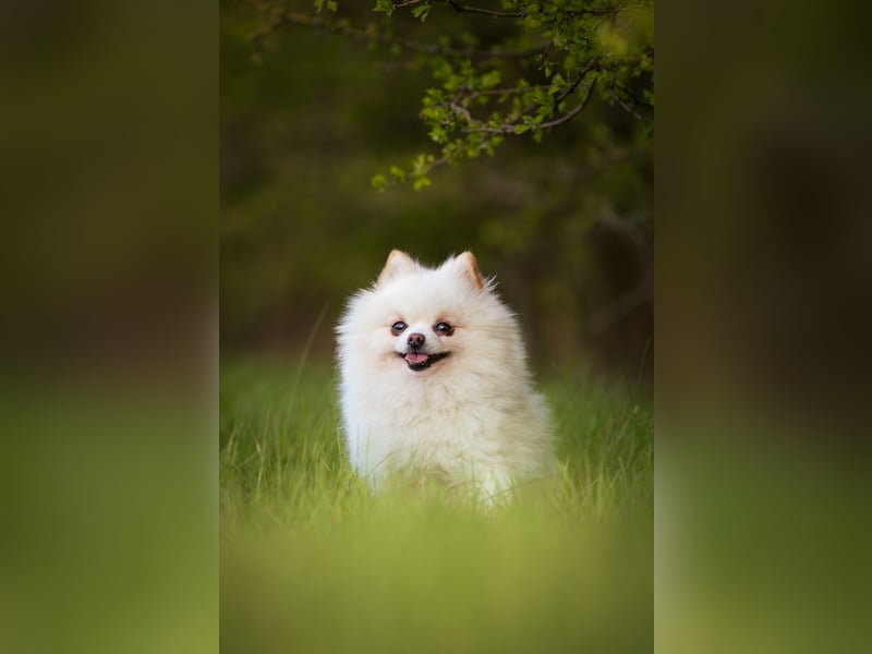 Zwergspitz sucht Traumzuhause