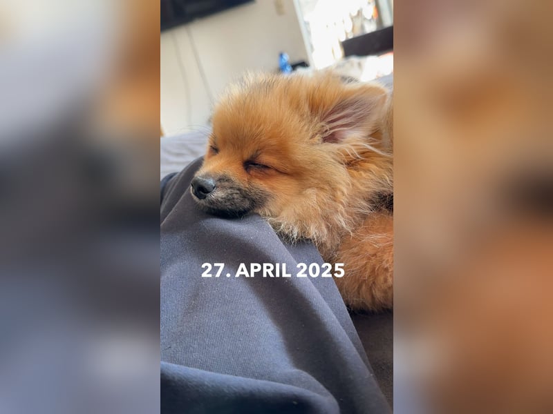 1 Jähriger Zwergspitz Simba sucht sein Für immer Zuhause