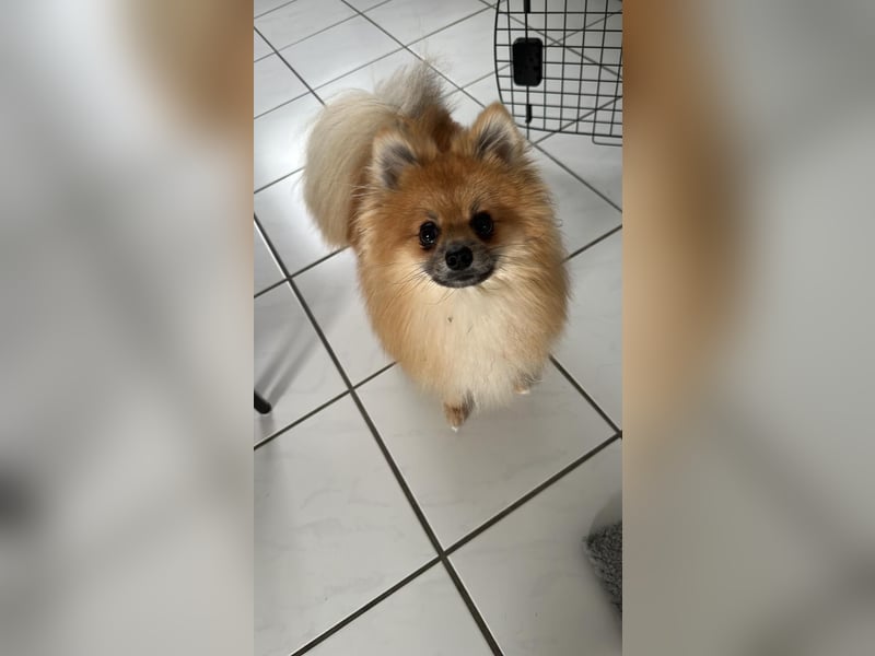 1 Jähriger Zwergspitz Simba sucht sein Für immer Zuhause