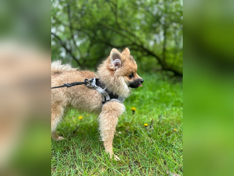 1 Jähriger Zwergspitz Simba sucht sein Für immer Zuhause