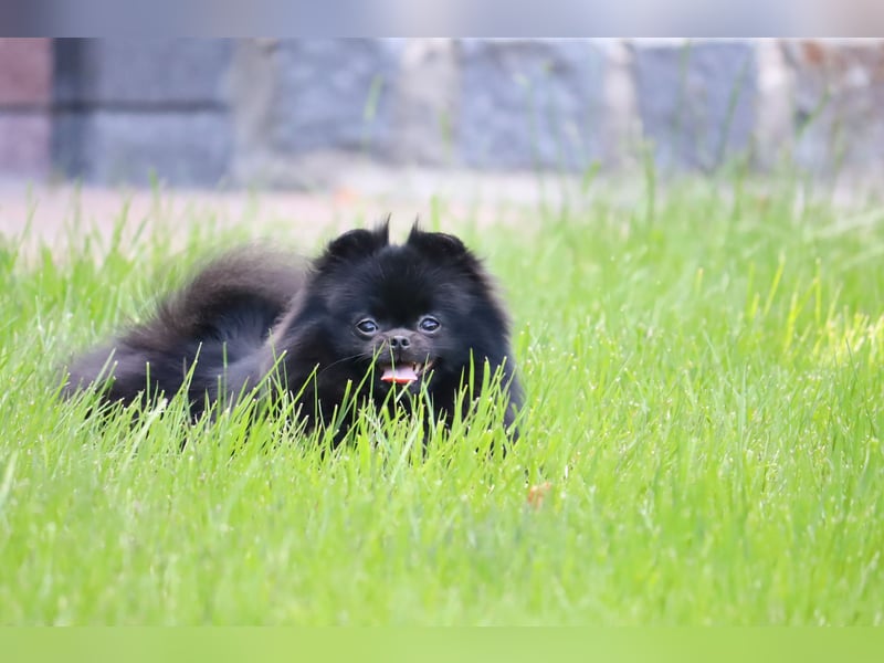 Ivy, wunderschöne Pomeranian / Deutscher Zwergspitz, Hündin mit Ahnentafel, für Zucht geeignet