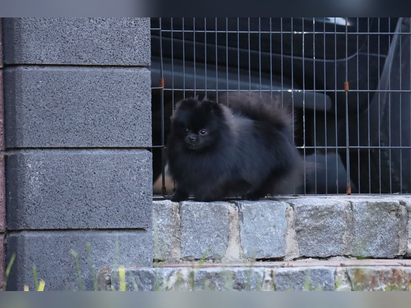 Ivy, wunderschöne Pomeranian / Deutscher Zwergspitz, Hündin mit Ahnentafel, für Zucht geeignet