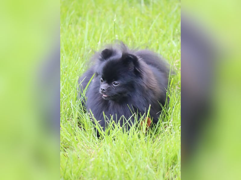 Ivy, wunderschöne Pomeranian / Deutscher Zwergspitz, Hündin mit Ahnentafel, für Zucht geeignet