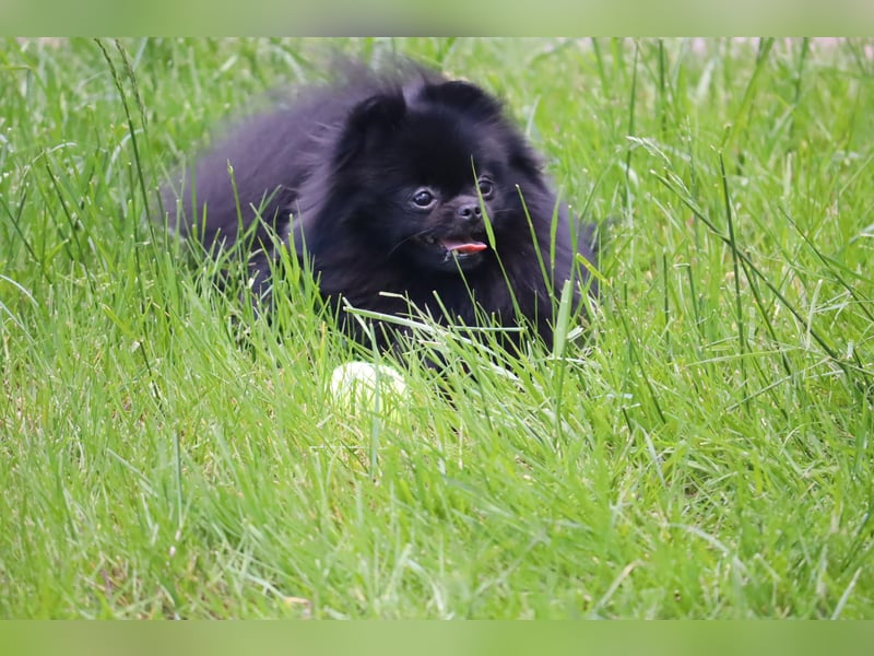 Ivy, wunderschöne Pomeranian / Deutscher Zwergspitz, Hündin mit Ahnentafel, für Zucht geeignet