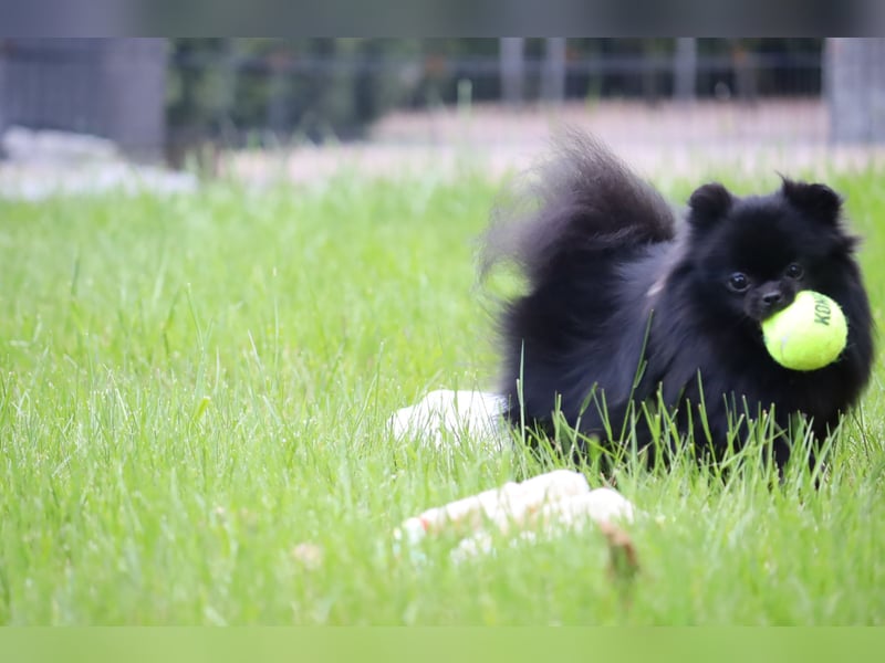 Ivy, wunderschöne Pomeranian / Deutscher Zwergspitz, Hündin mit Ahnentafel, für Zucht geeignet