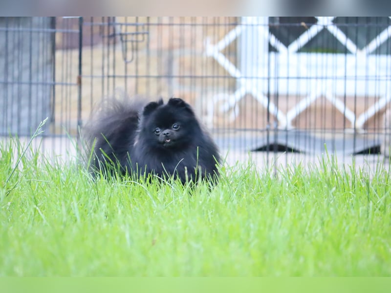 Ivy, wunderschöne Pomeranian / Deutscher Zwergspitz, Hündin mit Ahnentafel, für Zucht geeignet