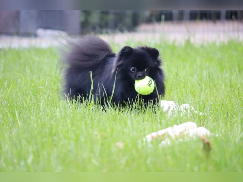 Ivy, wunderschöne Pomeranian / Deutscher Zwergspitz, Hündin mit Ahnentafel, für Zucht geeignet
