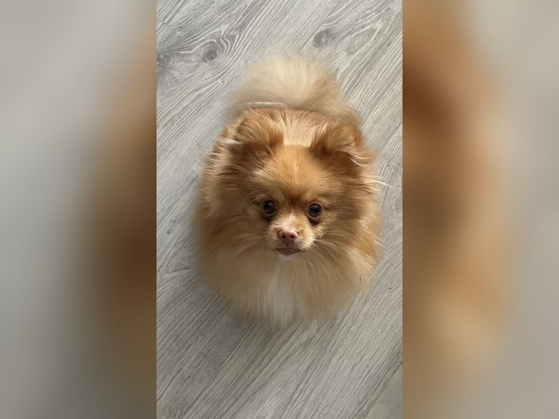 Liebevoller Begleiter Pomeranian - Zwergspitz