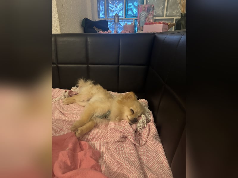 Hund sucht nach einem zuhause