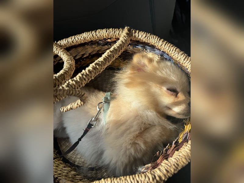 Hund sucht nach einem zuhause
