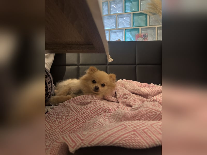 Hund sucht nach einem zuhause