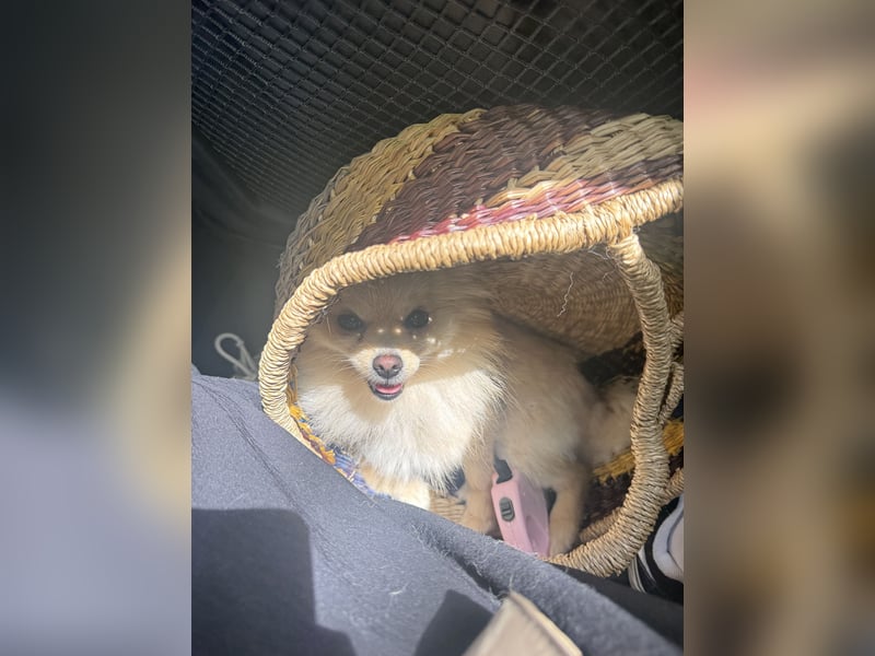 Hund sucht nach einem zuhause
