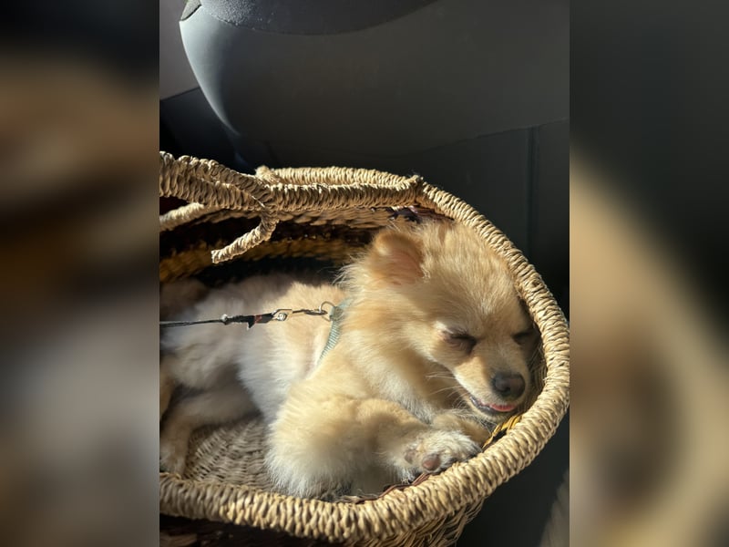 Hund sucht nach einem zuhause
