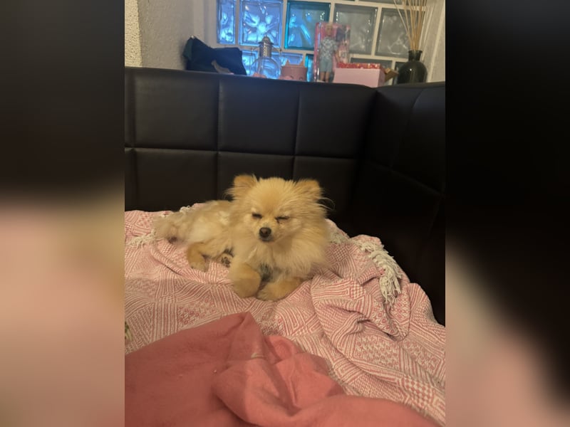 Hund sucht nach einem zuhause